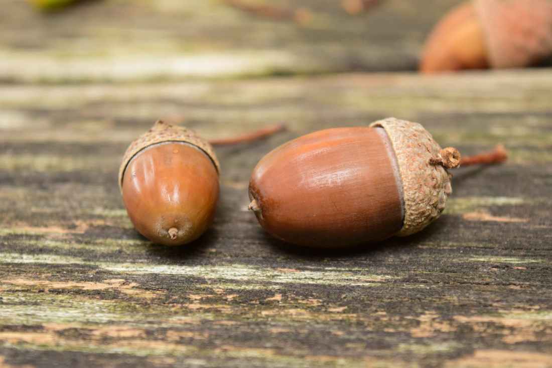 acorns autumn background beautiful